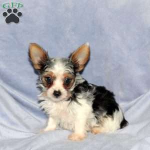 Mason, Yorkie Puppy