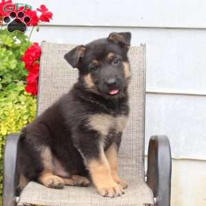 Mason, German Shepherd Puppy