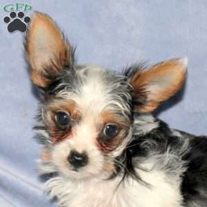 Mason, Yorkie Puppy
