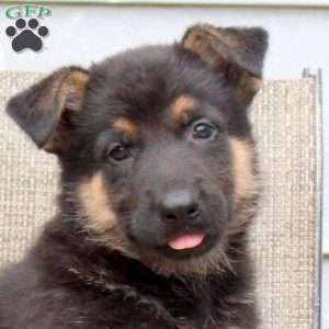 Mason, German Shepherd Puppy
