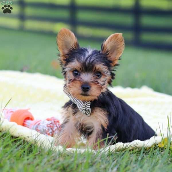 Mason, Yorkie Puppy