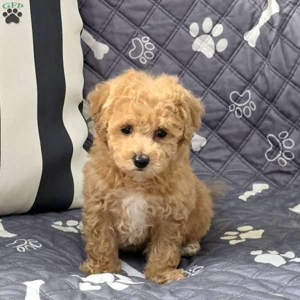 Master, Bich-Poo Puppy