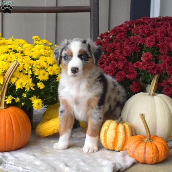 Maverick, Australian Shepherd Puppy