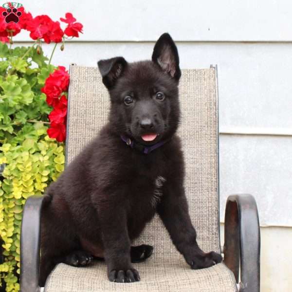 Maverick, German Shepherd Puppy