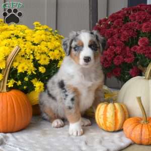 Maverick, Australian Shepherd Puppy