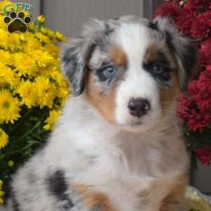 Maverick, Australian Shepherd Puppy