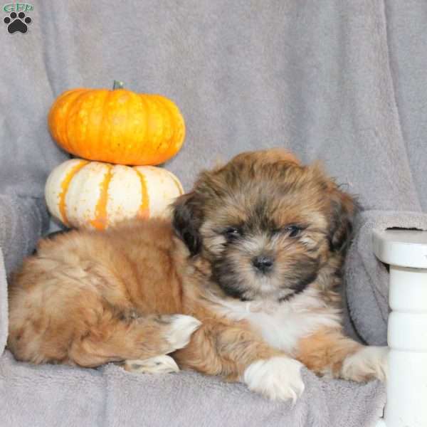 Max, Shih Tzu Puppy