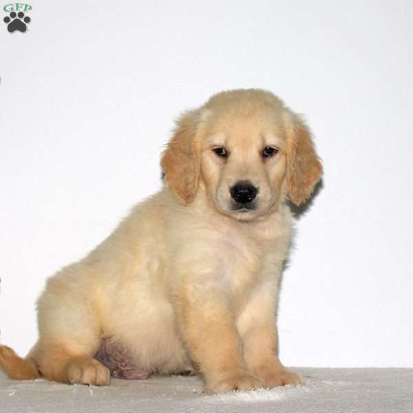Max, Goldendoodle Puppy
