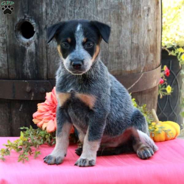 Max, Blue Heeler – Australian Cattle Dog Puppy