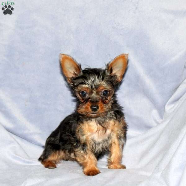 Max, Yorkie Puppy