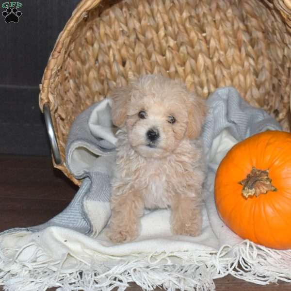 Max, Bich-Poo Puppy