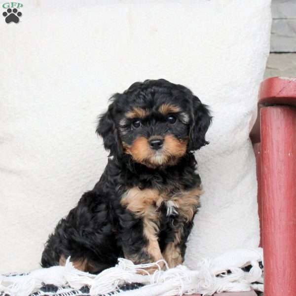 Max, Cavapoo Puppy