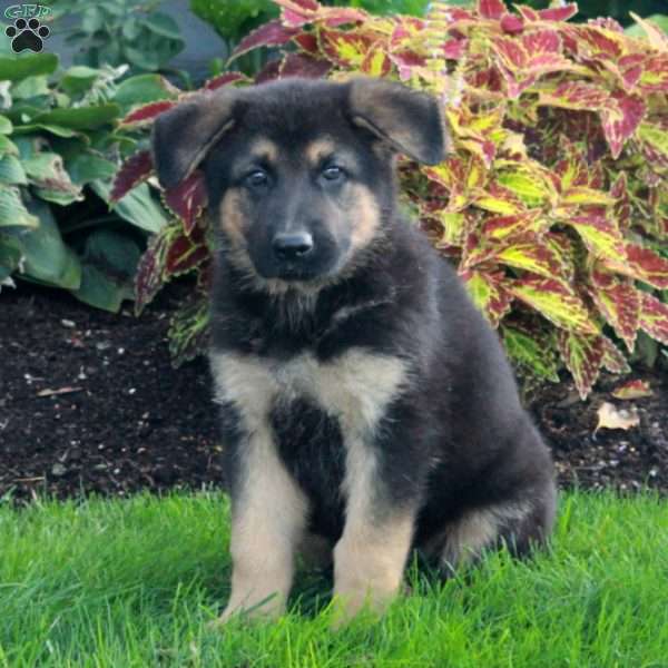 Max, German Shepherd Puppy