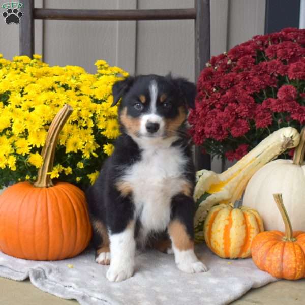Max, Australian Shepherd Puppy