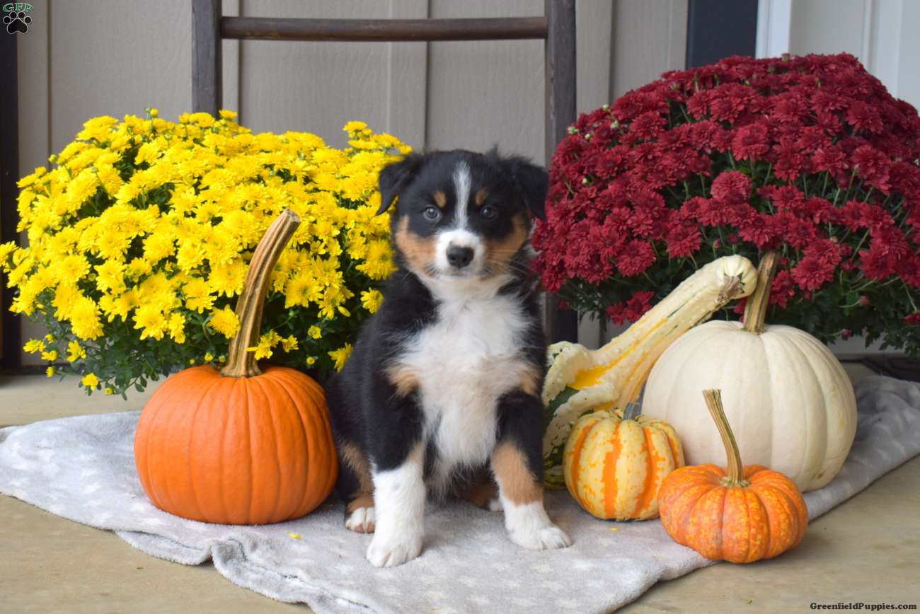 Max