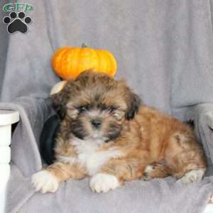 Max, Shih Tzu Puppy