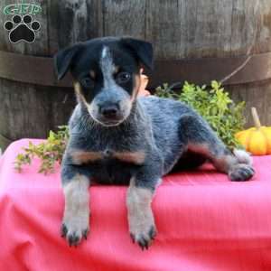 Max, Blue Heeler – Australian Cattle Dog Puppy