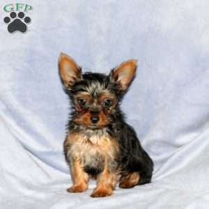 Max, Yorkie Puppy