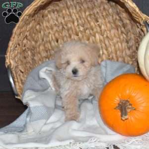 Max, Bich-Poo Puppy