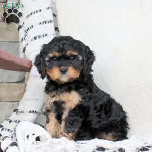 Max, Cavapoo Puppy
