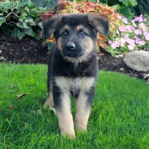 Max, German Shepherd Puppy