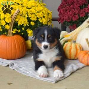 Max, Australian Shepherd Puppy