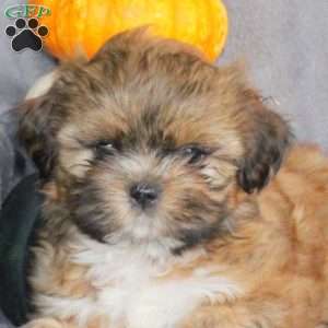 Max, Shih Tzu Puppy
