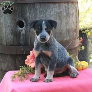 Max, Blue Heeler – Australian Cattle Dog Puppy