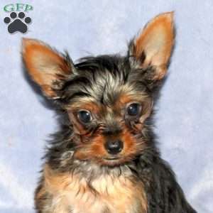 Max, Yorkie Puppy
