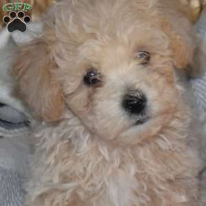 Max, Bich-Poo Puppy