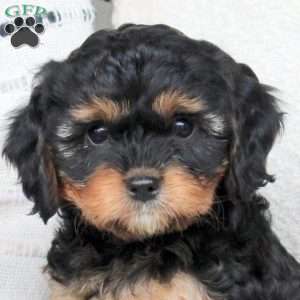 Max, Cavapoo Puppy