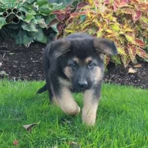 Max, German Shepherd Puppy