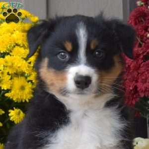Max, Australian Shepherd Puppy
