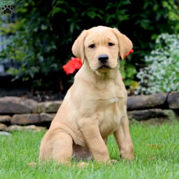 Max, Yellow Labrador Retriever Puppy