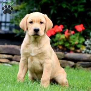 Max, Yellow Labrador Retriever Puppy