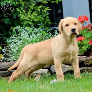 Max, Yellow Labrador Retriever Puppy