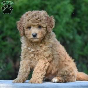 Max, Cavapoo Puppy