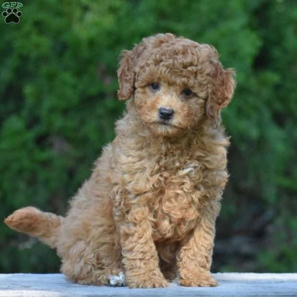 Max, Cavapoo Puppy