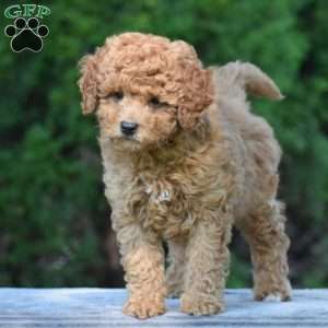 Max, Cavapoo Puppy