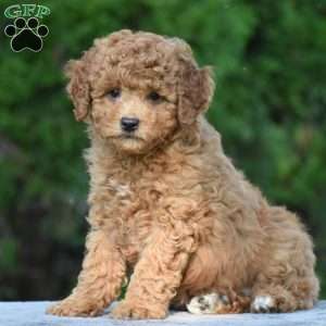 Max, Cavapoo Puppy
