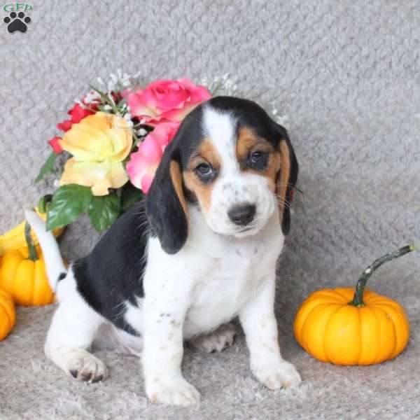 Meatball, Beagle Puppy