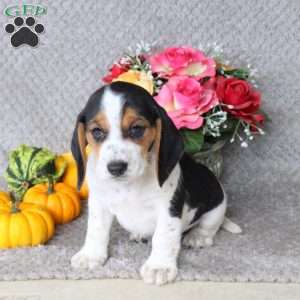 Meatball, Beagle Puppy