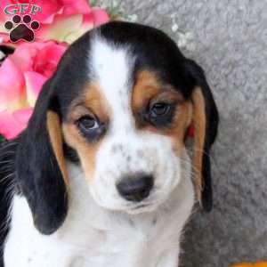 Meatball, Beagle Puppy