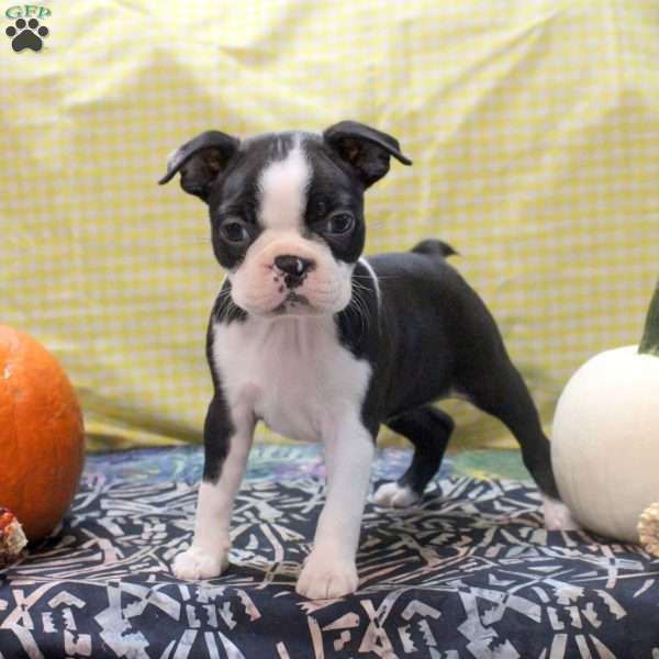 Megan, Boston Terrier Puppy