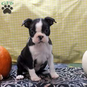 Megan, Boston Terrier Puppy