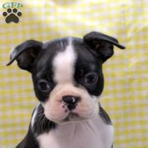 Megan, Boston Terrier Puppy