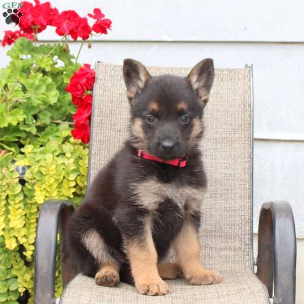 Melanie, German Shepherd Puppy