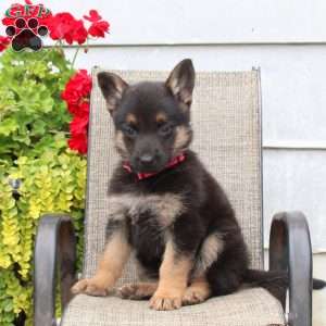 Melanie, German Shepherd Puppy