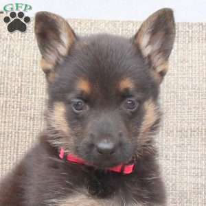 Melanie, German Shepherd Puppy