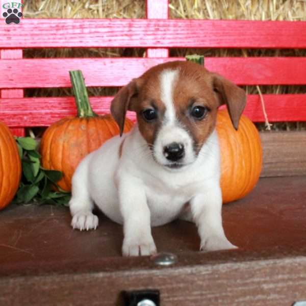 Melody, Jack Russell Terrier Puppy